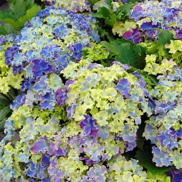 Hortensia macrophylla Curly Sparkle Blue - Hydrangea