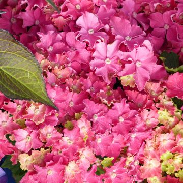 Hortensia macrophylla Curly Sparkle Red - Hydrangea