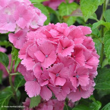 Hortensia macrophylla Dolce Farfalle - Hydrangea
