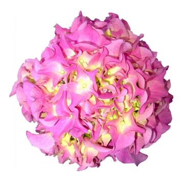 Hortensia macrophylla Early Rose - Hydrangea