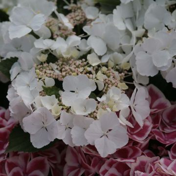 Hortensia macrophylla Rendez-Vous Elegance - Hydrangea