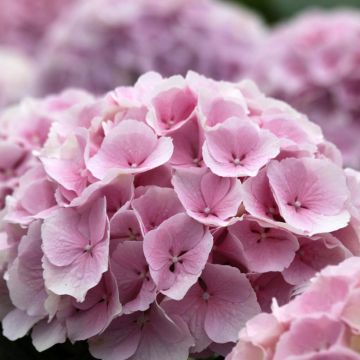 Hortensia macrophylla Everbloom Pink Wonder - Hydrangea