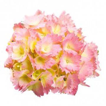 Hortensia macrophylla Kumiko - Hydrangea