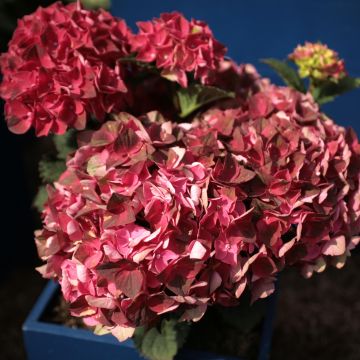 Hortensia macrophylla Magical Crimson - Hydrangea