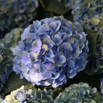 Hortensia macrophylla Mathilde Gutges - Hydrangea