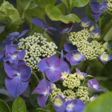 Hortensia macrophylla Nachtigall - Hydrangea