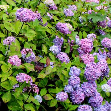 Hortensia macrophylla Nigra - Hydrangea