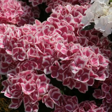 Hortensia macrophylla Red Ace - Hydrangea