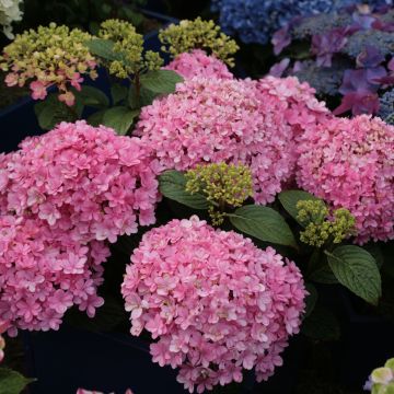 Hortensia macrophylla Umbrella - Hydrangea
