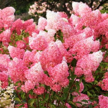 Hortensia paniculata Framboisine - Hydrangea