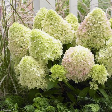 Hortensia paniculata Little Fraise - Hydrangea paniculata