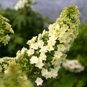 Hortensia de hoja de roble - Hydrangea quercifolia Gatsby Star