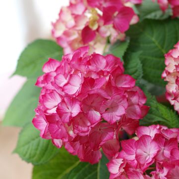 Hortensia macrophylla Dutch Ladies Selma - Hydrangea