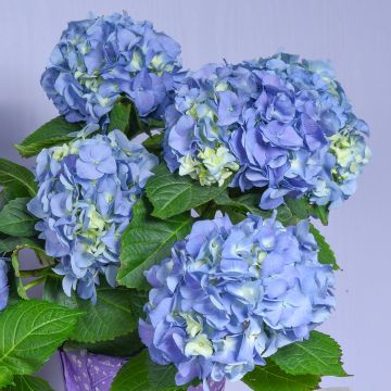 Hortensia macrophylla Early Blue - Hydrangea