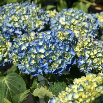 Hortensia macrophylla Renate Steiniger - Hydrangea