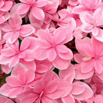 Hortensia macrophylla Tinkerbell - Hydrangea