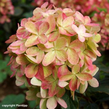 Hortensia paniculata Graffiti - Hydrangea paniculata