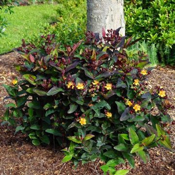 Hypericum MIRACLE Night - Hipérico