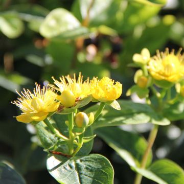 Hypericum inodorum Magical Sunshine - Hipérico