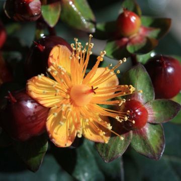 Hypericum inodorum Magical Universe - Hipérico