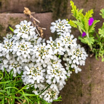 Iberis sempervirens - Carraspique