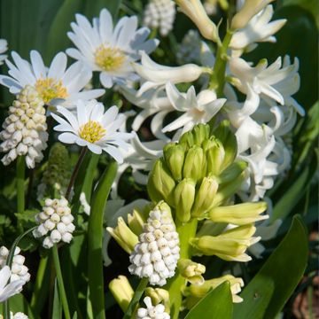 Inspiración pequeño bulbo de primavera de floración blanca