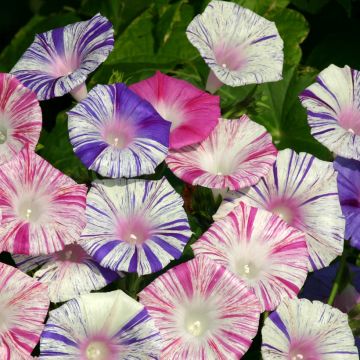 Ipomoea purpurea Carnevale Di Venezia