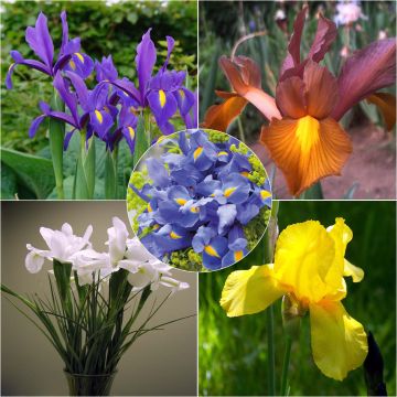 Iris hollandica Mix - Iris de Holanda