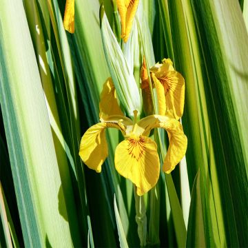 Iris pseudacorus Variegata - Lirio amarillo