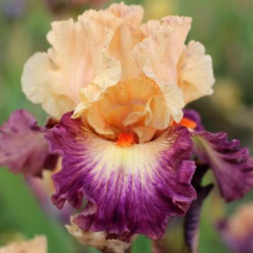 Iris germanica Abondante Floraison