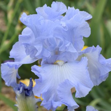 Iris germanica Above The Clouds