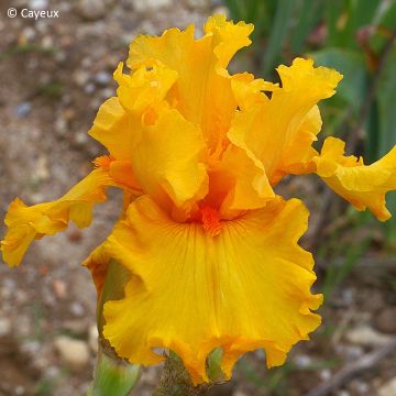 Iris germanica Air d'Été - Lirio azul