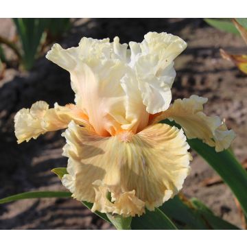 Iris germanica Australian Rose