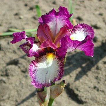 Iris germanica Autumn Encore