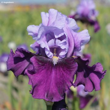 Iris germanica Bluebird Wine