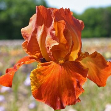 Iris germanica Brindisi