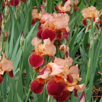 Iris germanica Cimarron Strip