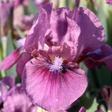 Iris germanica Color me Rose