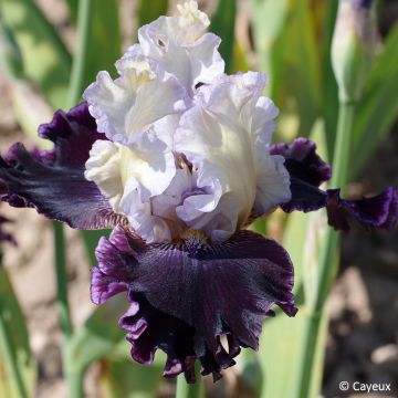 Iris germanica Conspiración - Lirio azul