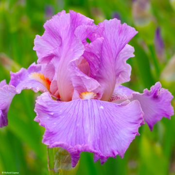 Iris germanica Effrontée