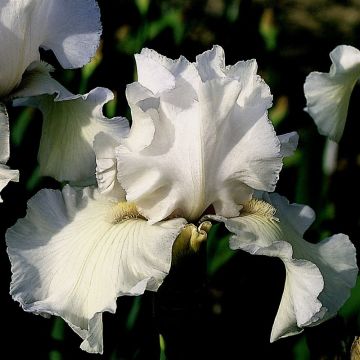 Iris germanica Frison-Roche
