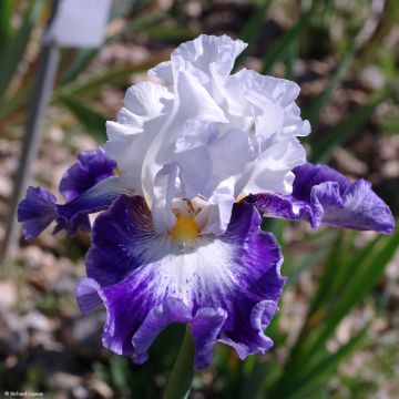 Iris germanica Haute Savoie