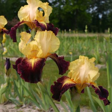 Iris germanica Let's Boogie