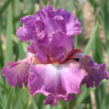 Iris germanica Mallow dramatic