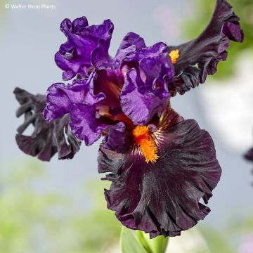 Iris germanica Sharp Dressed Man - Lirio azul