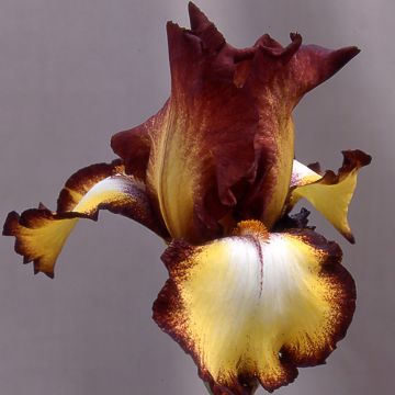 Iris germanica Showcase