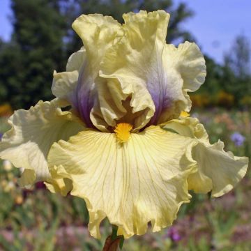 Iris germanica Trade Secret