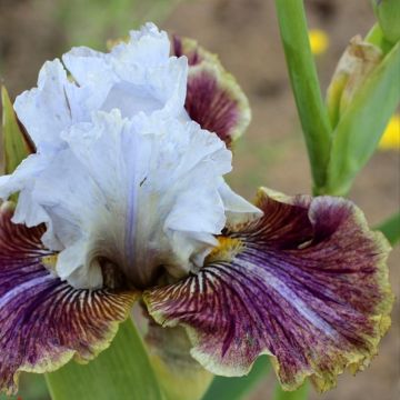 Iris germanica Coloration Végétale