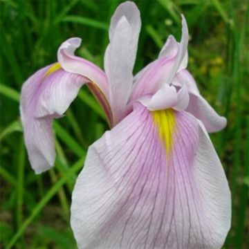 Iris laevigata Queen Victoria - Iris de oreja de conejo