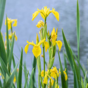 Iris pseudacorus - Lirio amarillo